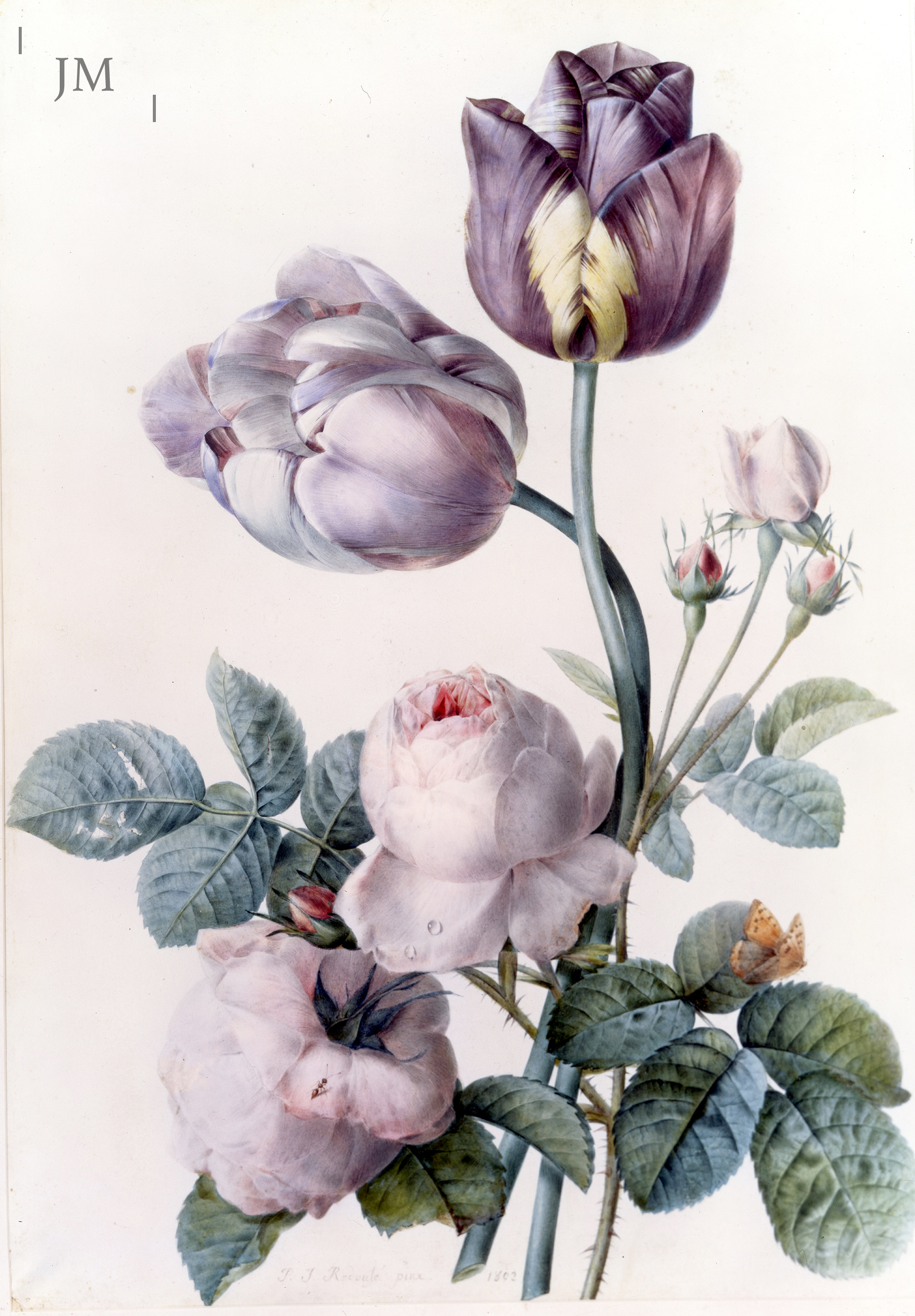Pierre-Joseph Redouté (1759 - 1840)-N/A | John Mitchell Fine